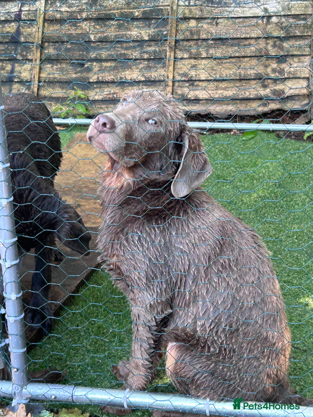 Labrador Retriever dogs for sale: Absolutely stunning charcoal/silver Labrador pups - Image 20