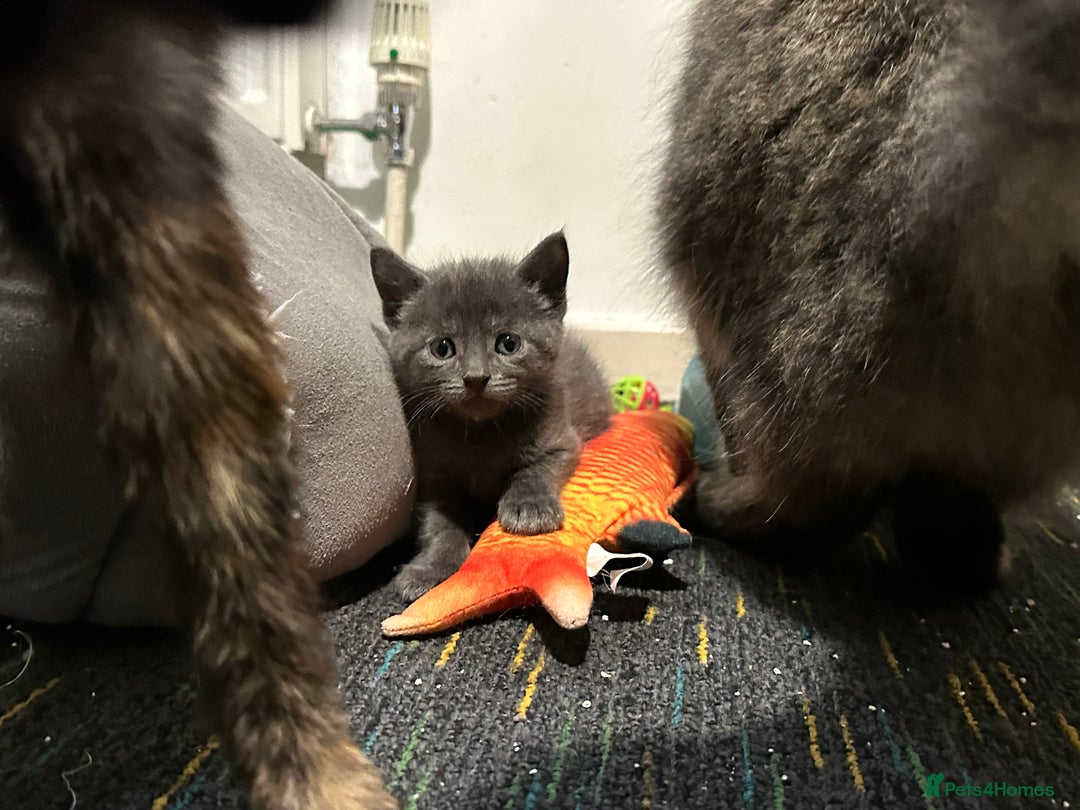 Domestic Shorthair cats for sale: Cute kittens in Dagenham - Image 12