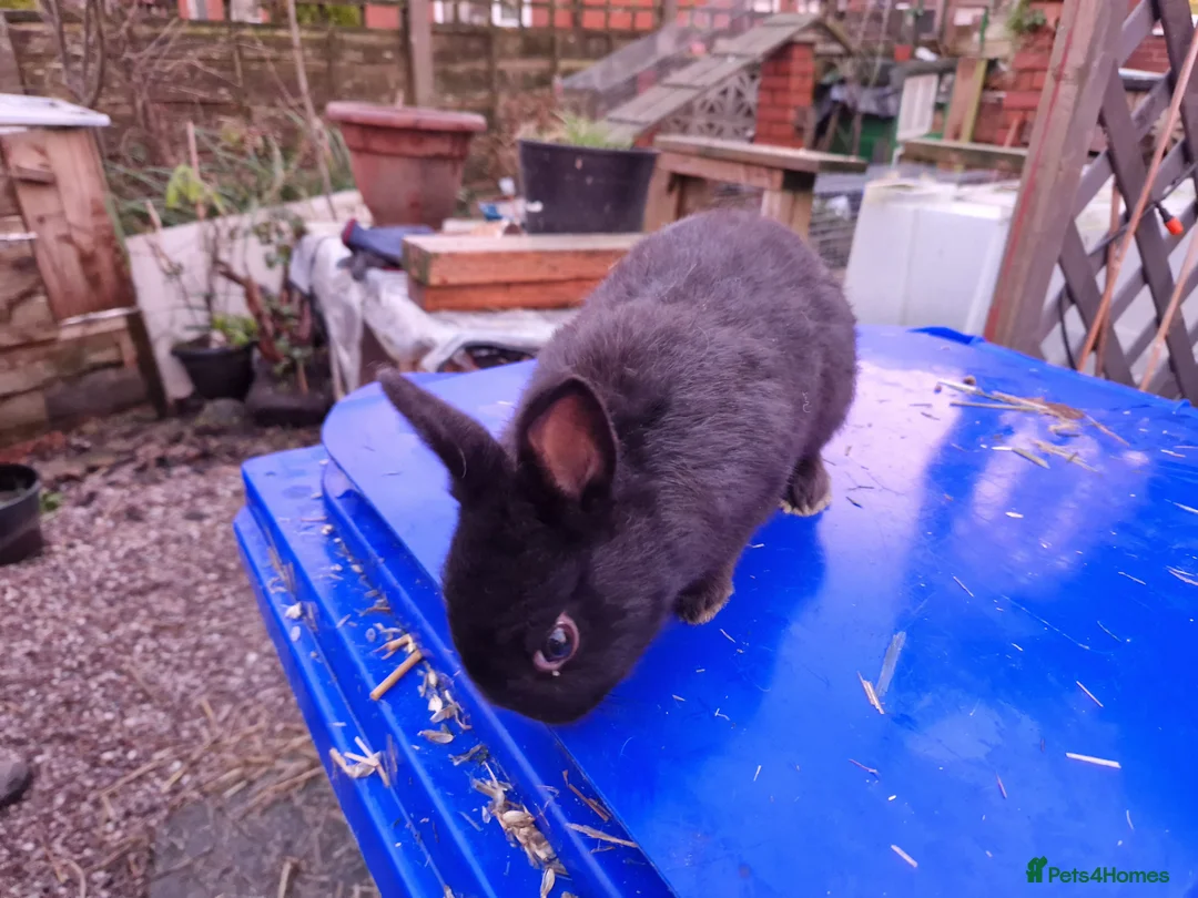 Mixed Breed rabbits for sale: Friendly, small, cute mixed breed bunnies  - Advert 9
