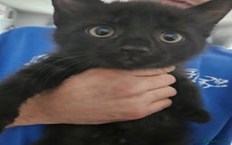 British Shorthair cats for sale: 4 beautiful kittens for sale  - Image 14