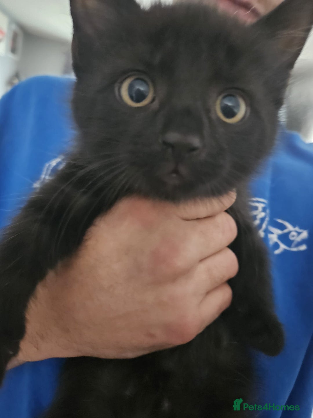 British Shorthair cats for sale: 4 beautiful kittens for sale  - Image 14