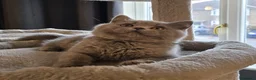 British Shorthair cats for sale: Beautiful GCCF registered british shorthair boys. - Advert 1