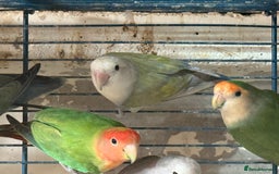 Lovebirds birds for sale: Lovebirds for sale  - Image 3