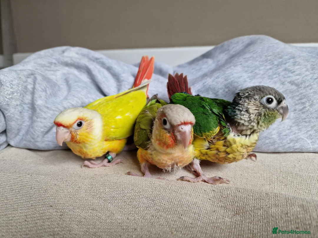 Conures birds for sale: Beautiful fully hand reared conure baby's  - Advert 7