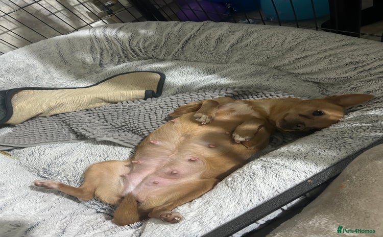 Pomchi dogs - Advert 1