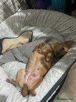 Pomchi dogs Last litter of pomchi’s - Advert 2