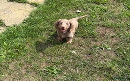 Miniature Dachshund dogs for sale: Miniature dachshund puppies  - Image 5