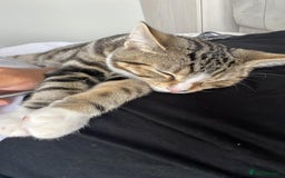 Domestic Shorthair cats for sale: Tabby kitten  - Image 3