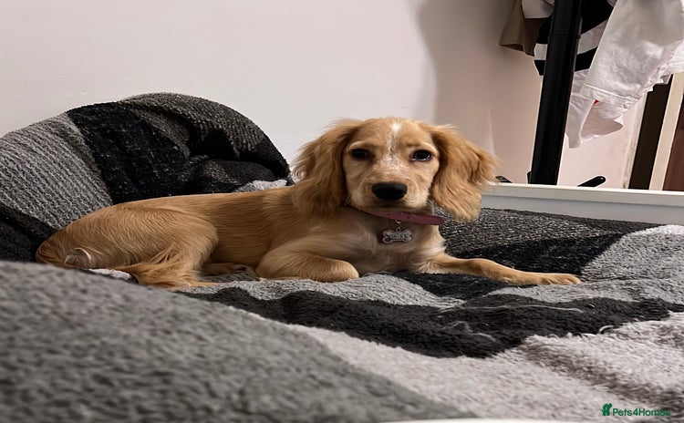 Cocker Spaniel dogs - Advert 11