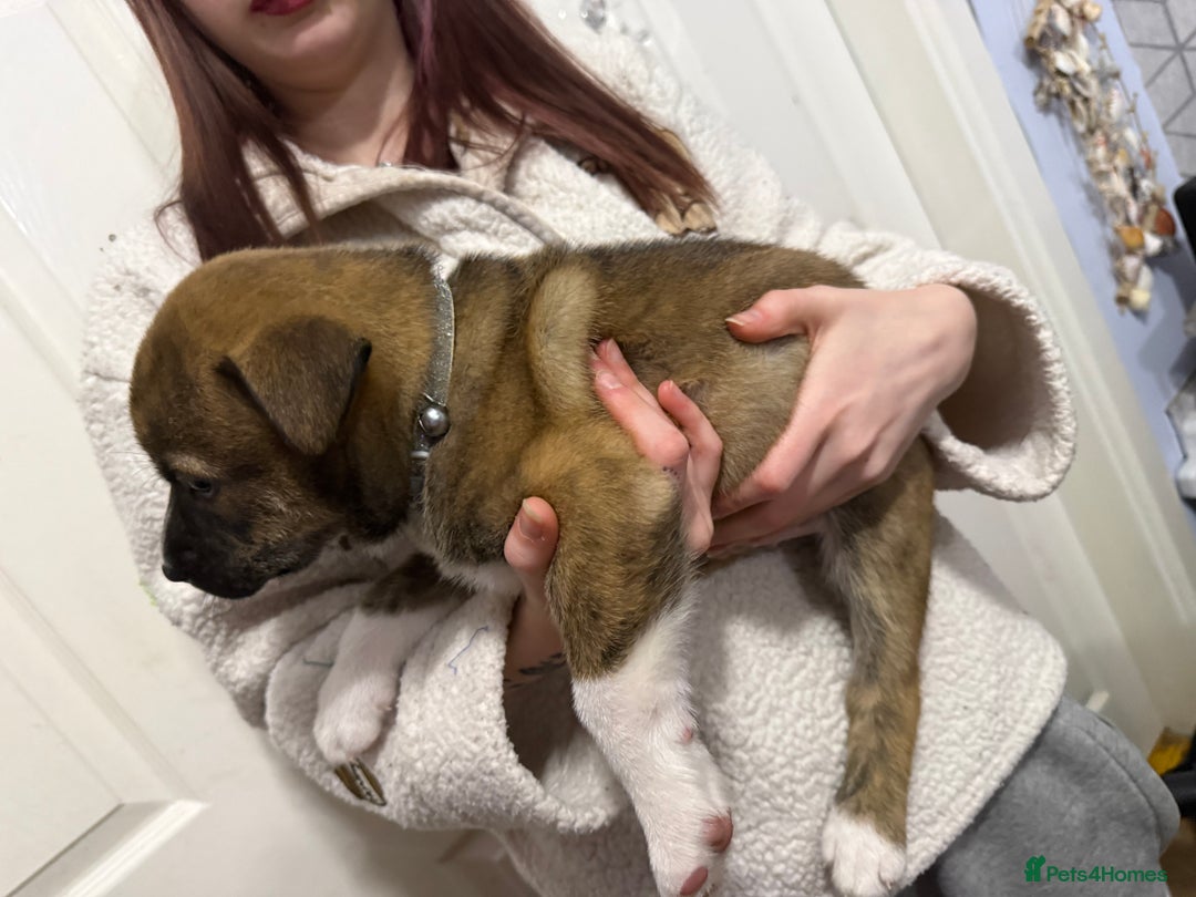 Mixed Breed dogs for sale: Malamute x puppies - Advert 15