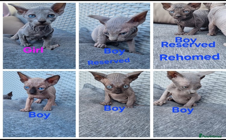 Sphynx cats - Advert 12