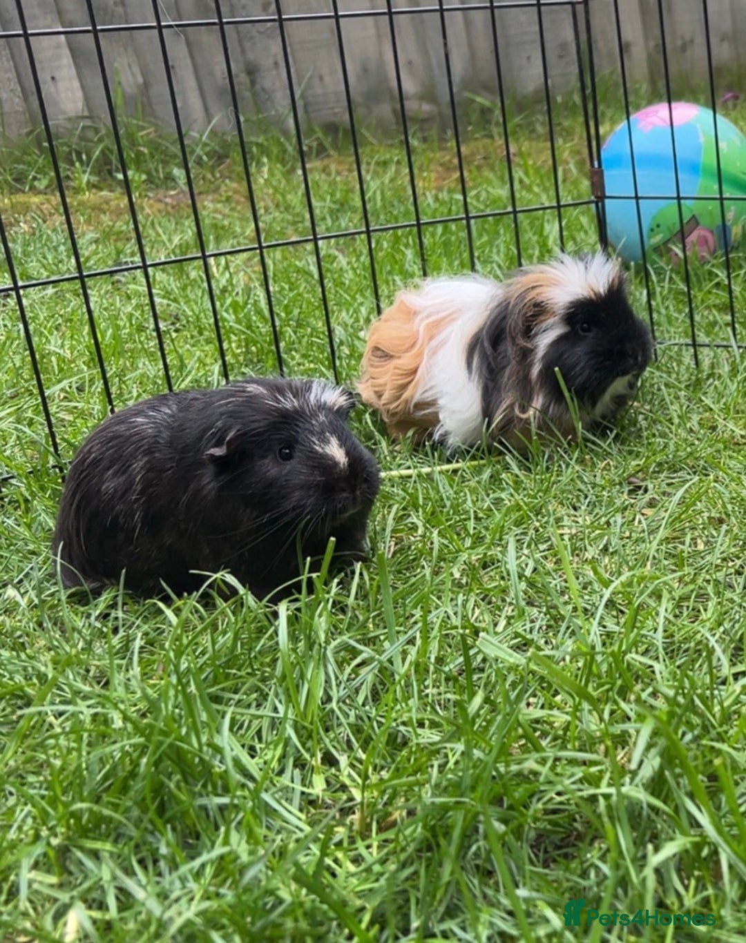 Guinea Pig rodents for sale: Male guinea pigs - Advert 2
