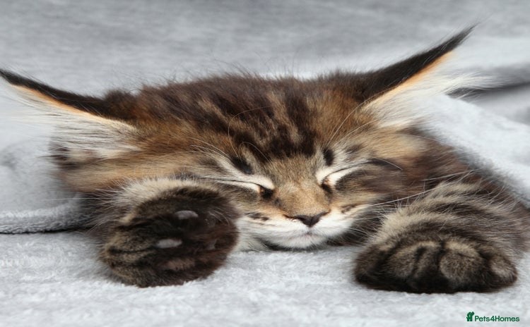 Maine Coon cats - Advert 4
