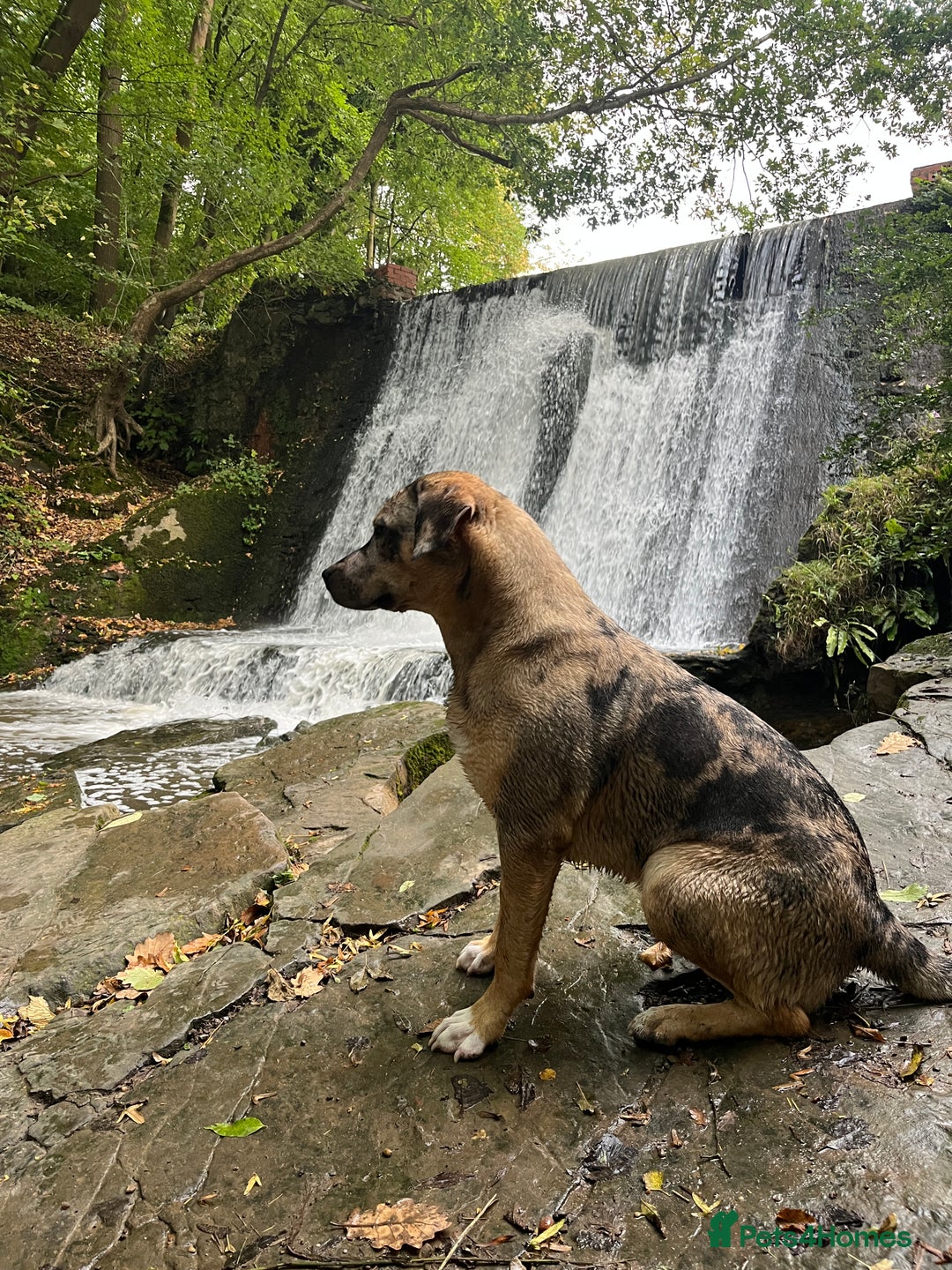 Mixed Breed dogs for sale: 1-year old mixed looking for forever home. - Advert 17