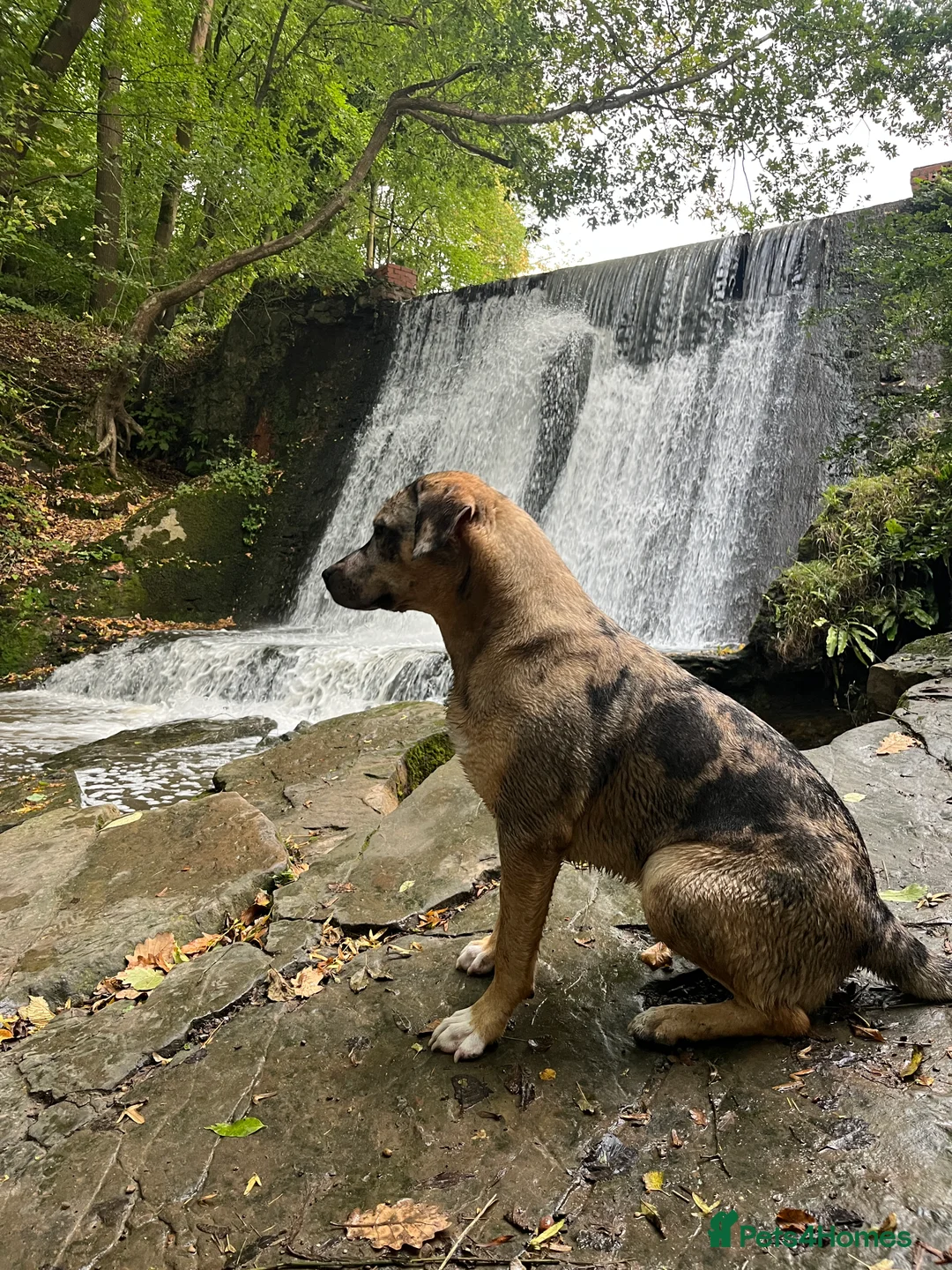 Mixed Breed dogs for sale: 1-year old mixed looking for forever home. - Advert 17