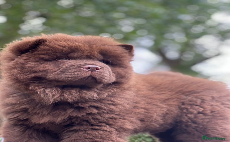 Chow Chow dogs - Advert 1