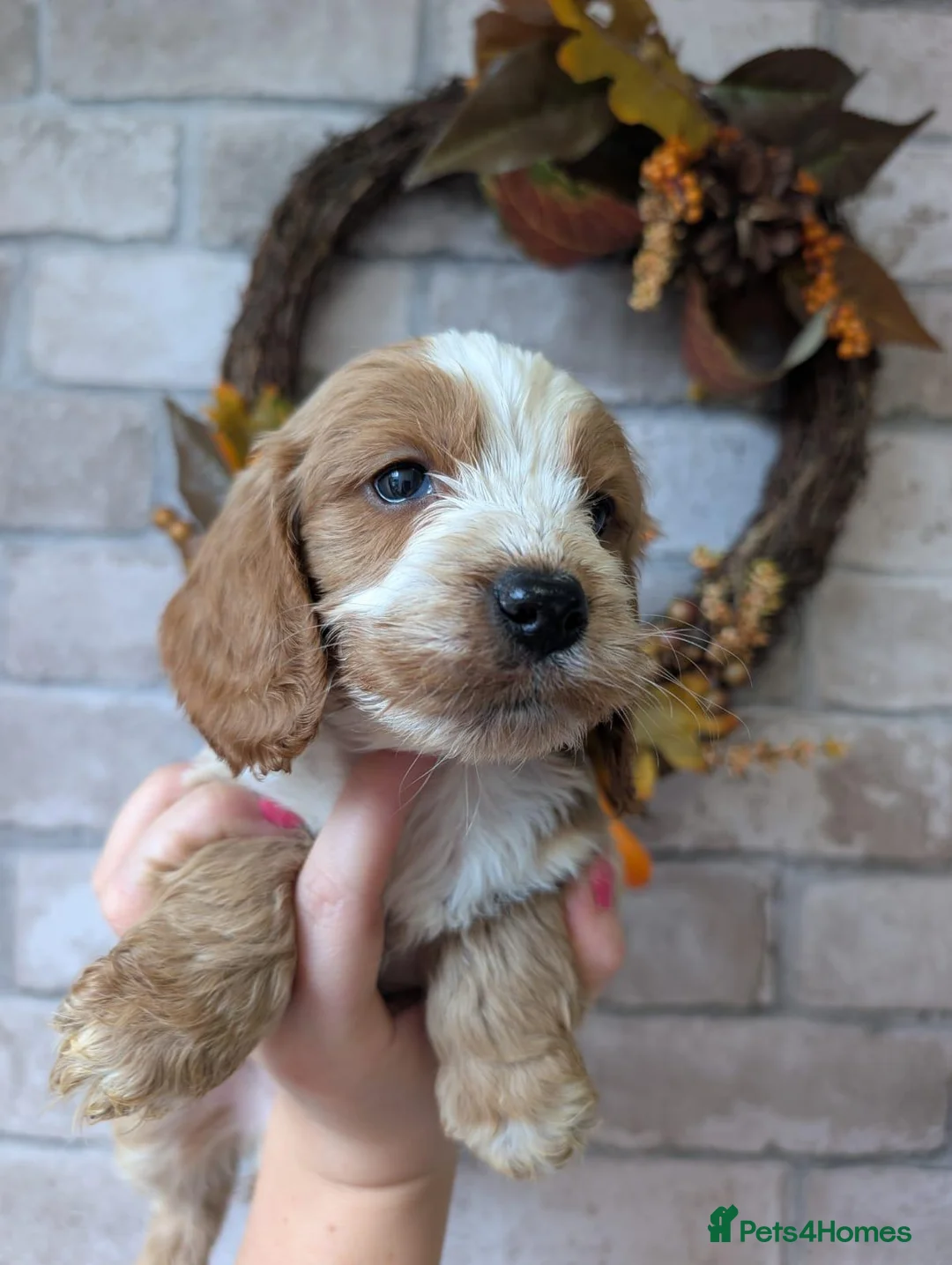 Cockapoo dogs for sale: Cockapoo Puppies - Advert 2