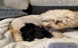 Mixed Breed dogs for sale: Froodle pups  - Image 3