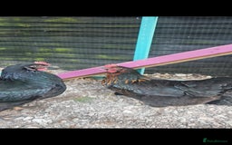 Chickens poultry for sale: Two female chickens  - Advert 1