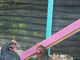 Chickens poultry Two female chickens - Advert 1