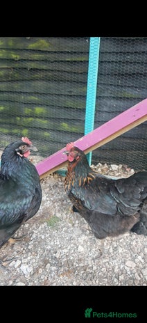 Chickens poultry Two female chickens - Advert 1