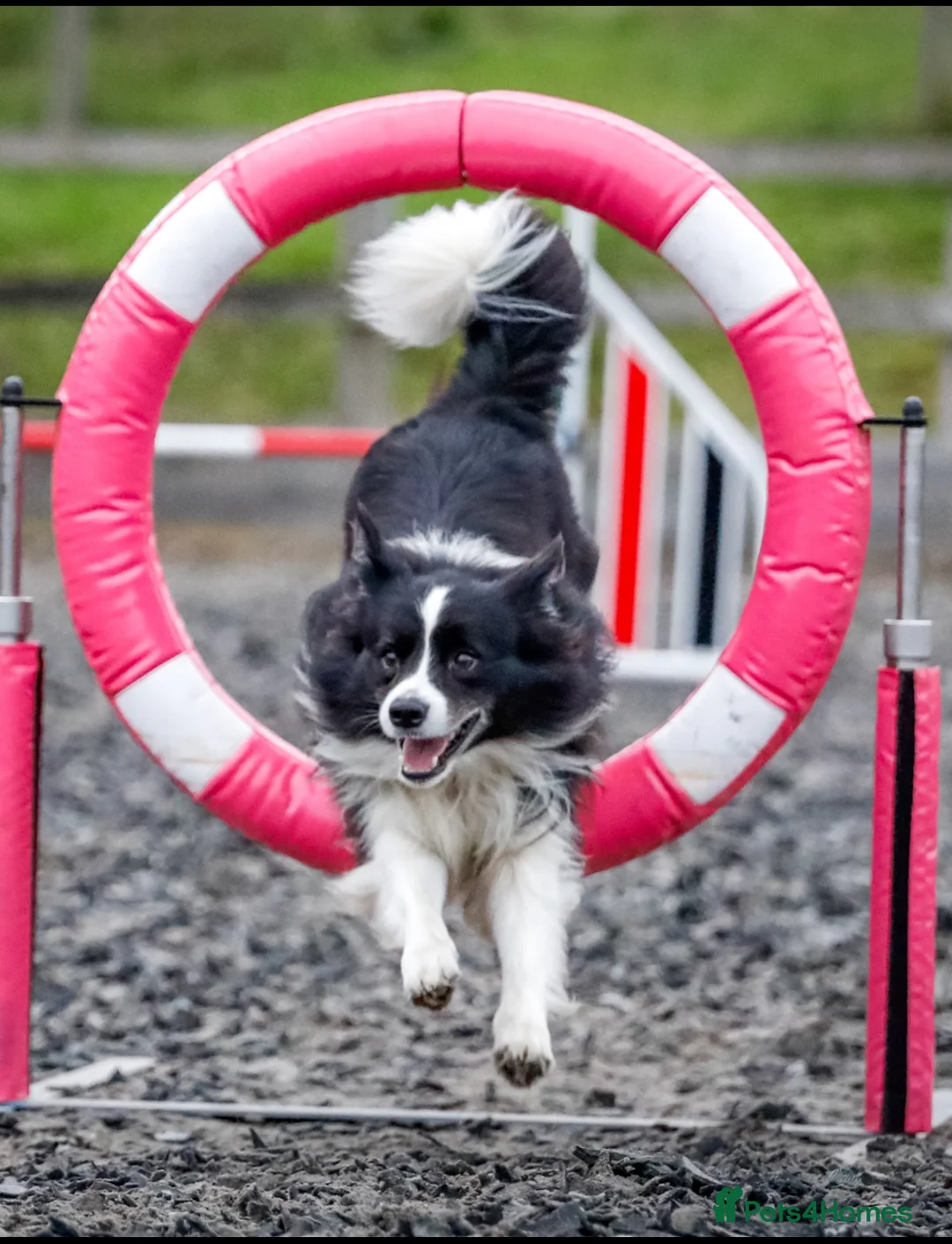 Border Collie dogs for stud: Border collie for stud - Advert 6