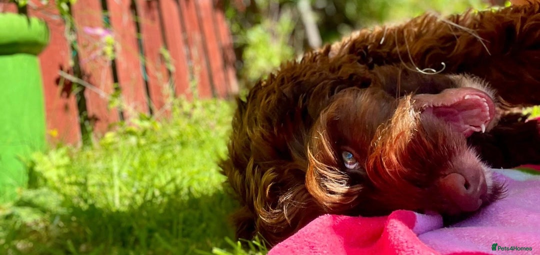 Cockapoo dogs for sale: Lovely girl needing home  - Image 2