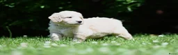 Goldendoodle dogs for sale: Quality Health Tested Goldendoodles - Advert 32
