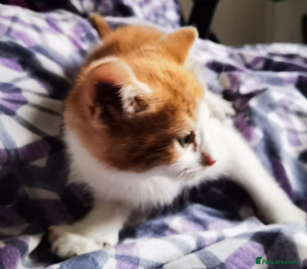 Mixed Breed cats for sale: Gorgeous Ginger and Tabby kitten - Advert 5