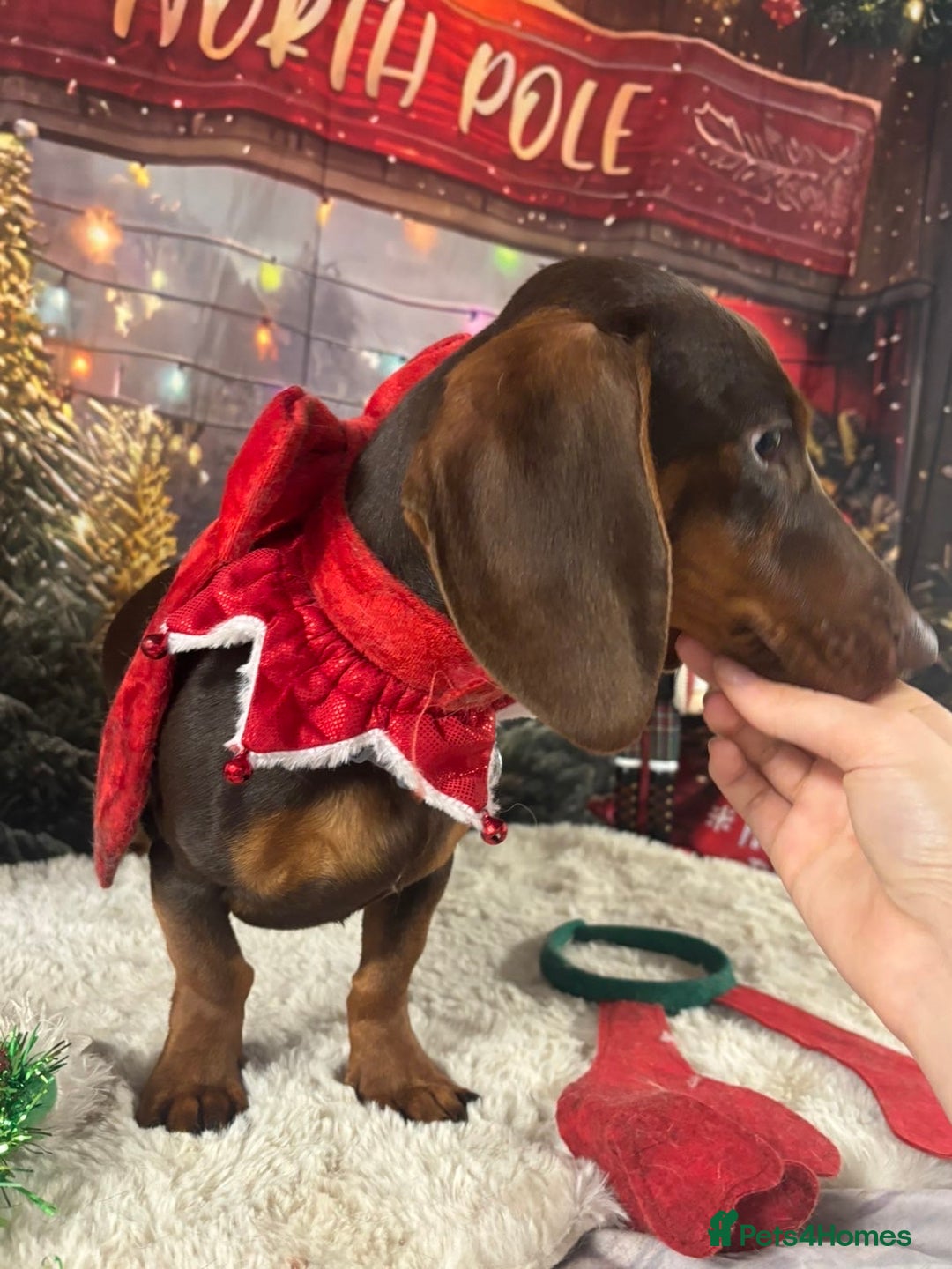 Dachshund dogs for sale: male miniature dachshund  - Advert 3