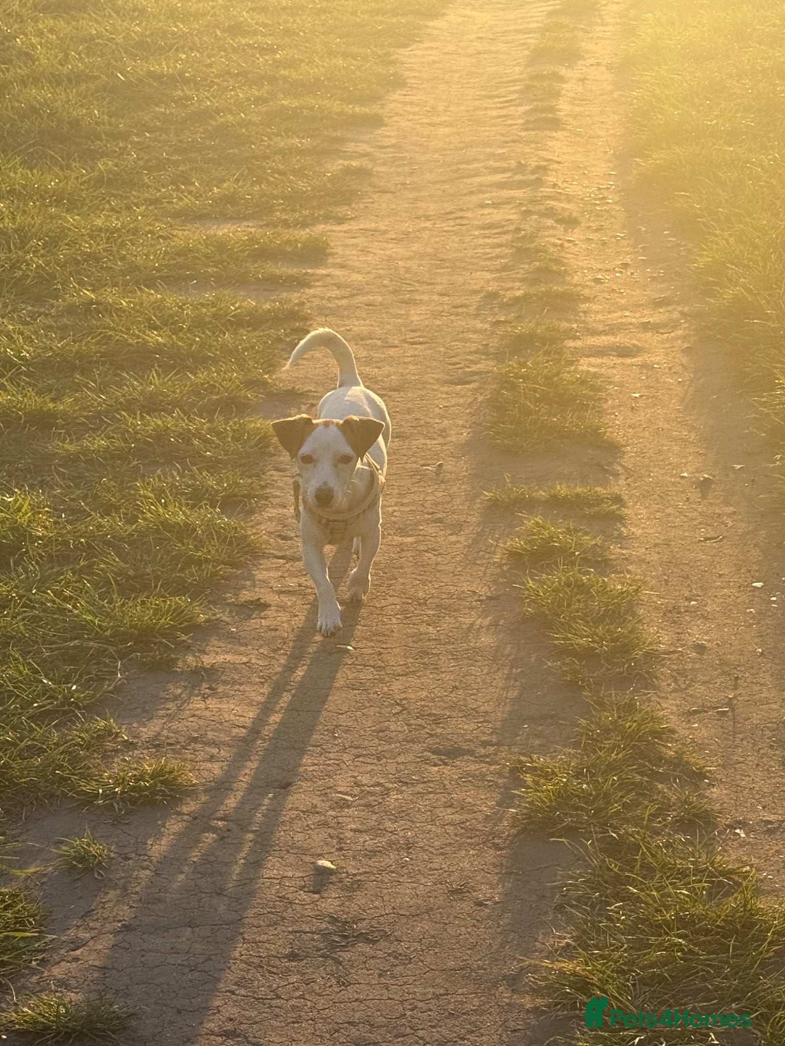 Jack Russell dogs Jack Russell  - Advert 6