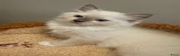 Ragdoll cats for sale: Pure Ragdoll Boys Available now  - Advert 14