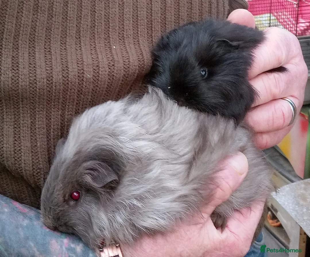 Guinea Pig rodents for sale: Long coated baby Sheltie and Texel girls - Advert 4