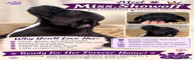 Labrador Retriever 5