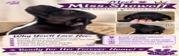 Labrador Retriever dogs for sale: 🐾 Beautiful Labrador Puppy Litter 🐾 - Advert 11