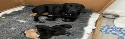 Labrador Retriever dogs for sale: Beautiful Labrador puppies in Bideford - Advert 2