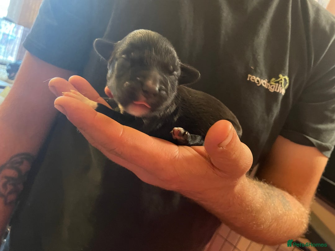 Mixed Breed dogs for sale: Cocker Collie puppies  - Image 8