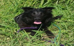 Mixed Breed dogs for adoption: Meet Matilda, currently residing in Cheshire  - Image 3