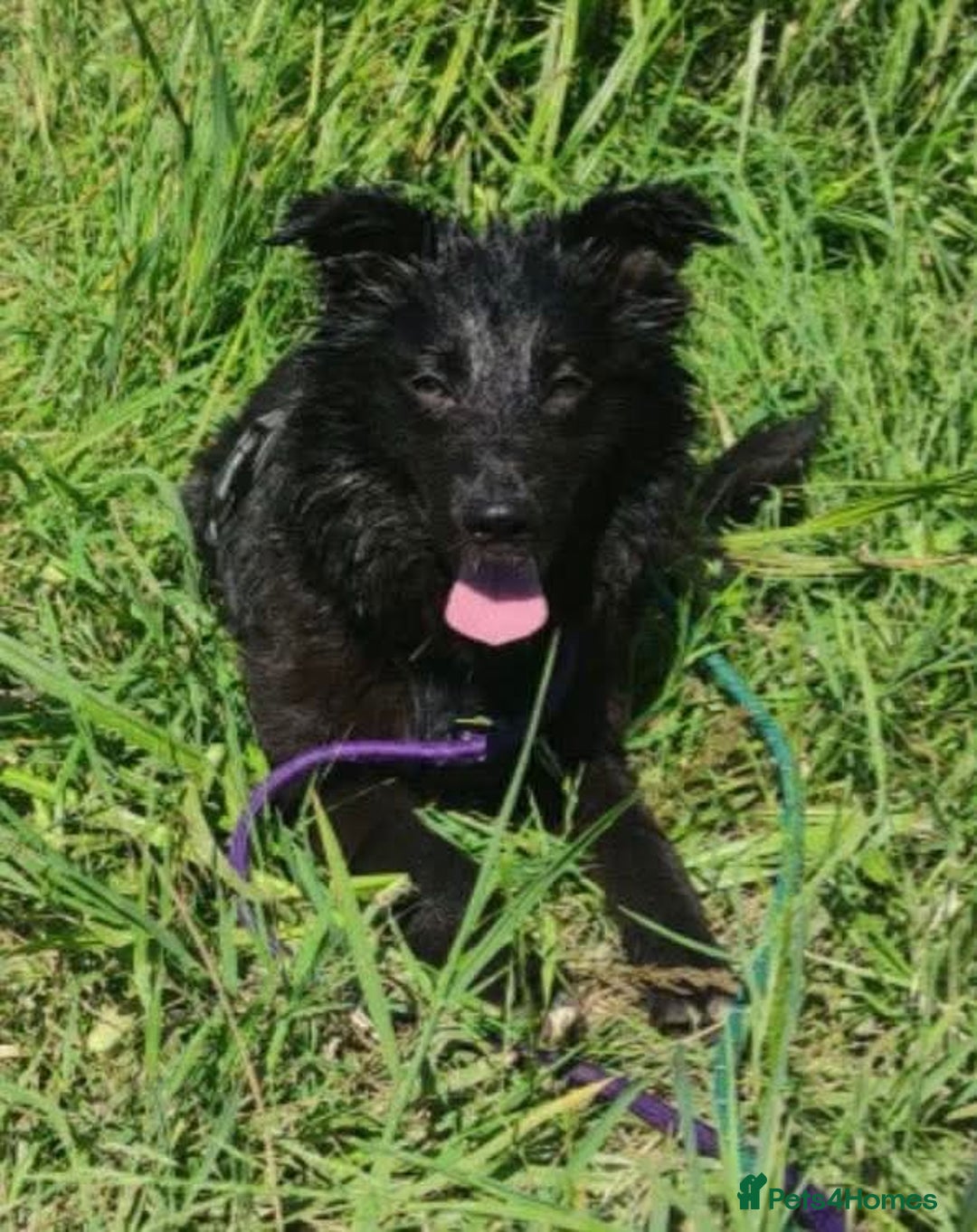 Mixed Breed dogs for adoption: Meet Matilda, currently residing in Cheshire  - Image 3