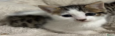 Bengal 1