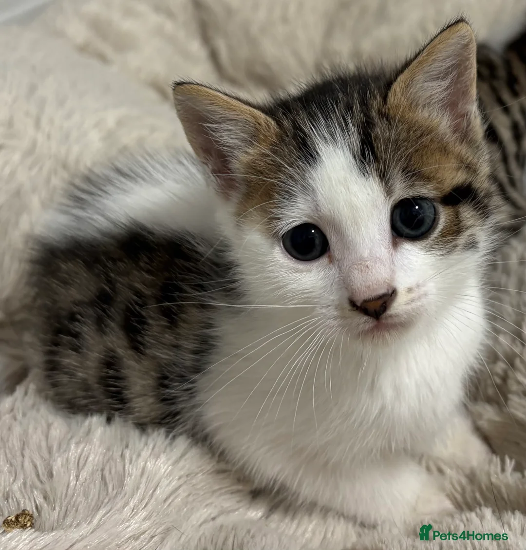 Bengal cats for sale: Bengal cross  - Advert 2