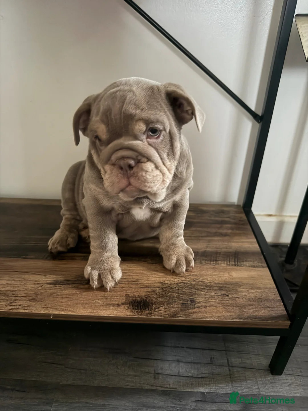 English Bulldog dogs for sale: Last 3 female English bulldogs puppies🐾 - Advert 2