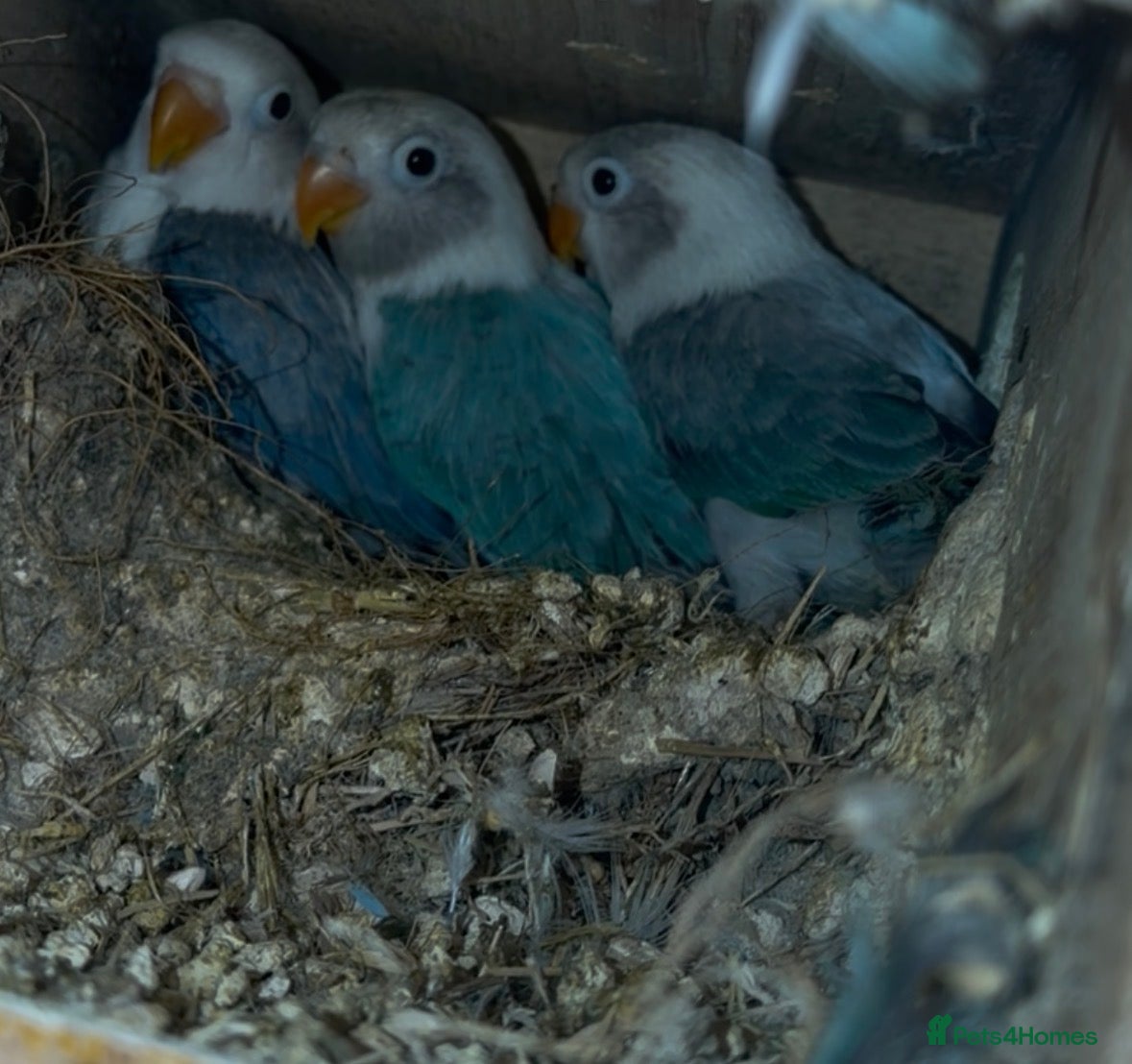 Lovebirds birds Baby lovebirds - Advert 2