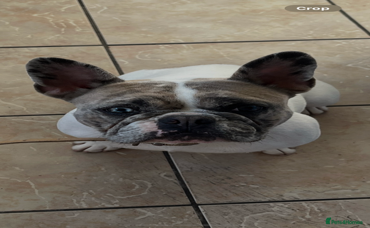 French Bulldog dogs - Advert 3