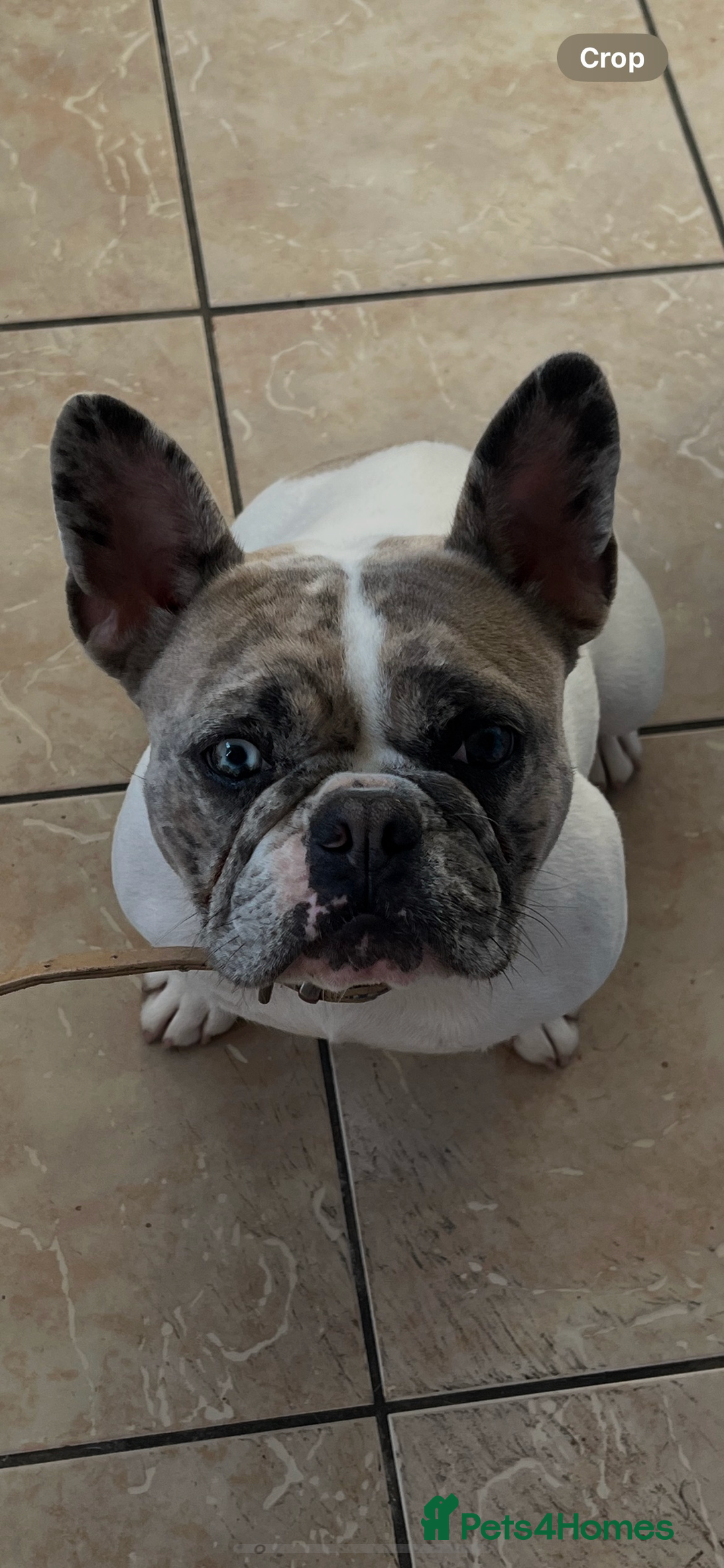 French Bulldog dogs for sale: 13 month old female French Bulldog - Image 1