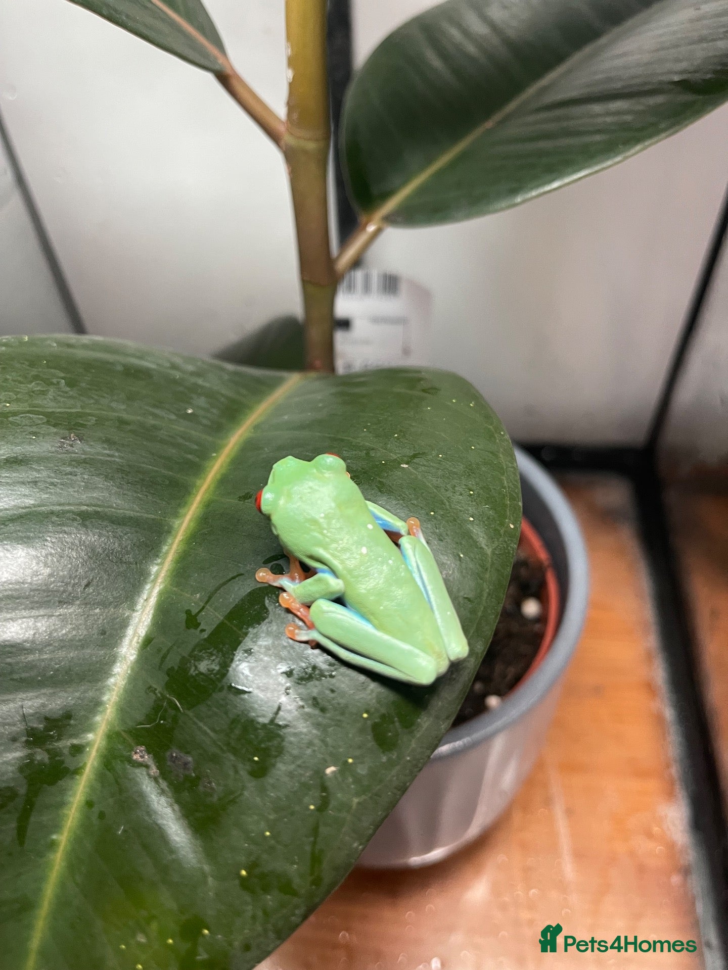 Frog reptiles for sale: Red eye tree frogs for sale - Advert 1