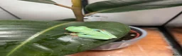 Frog reptiles for sale: Red eye tree frogs for sale in Plymouth - Advert 1
