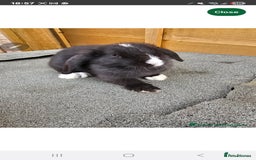 Mini Lop rabbits for sale: Mini lops  - Image 2