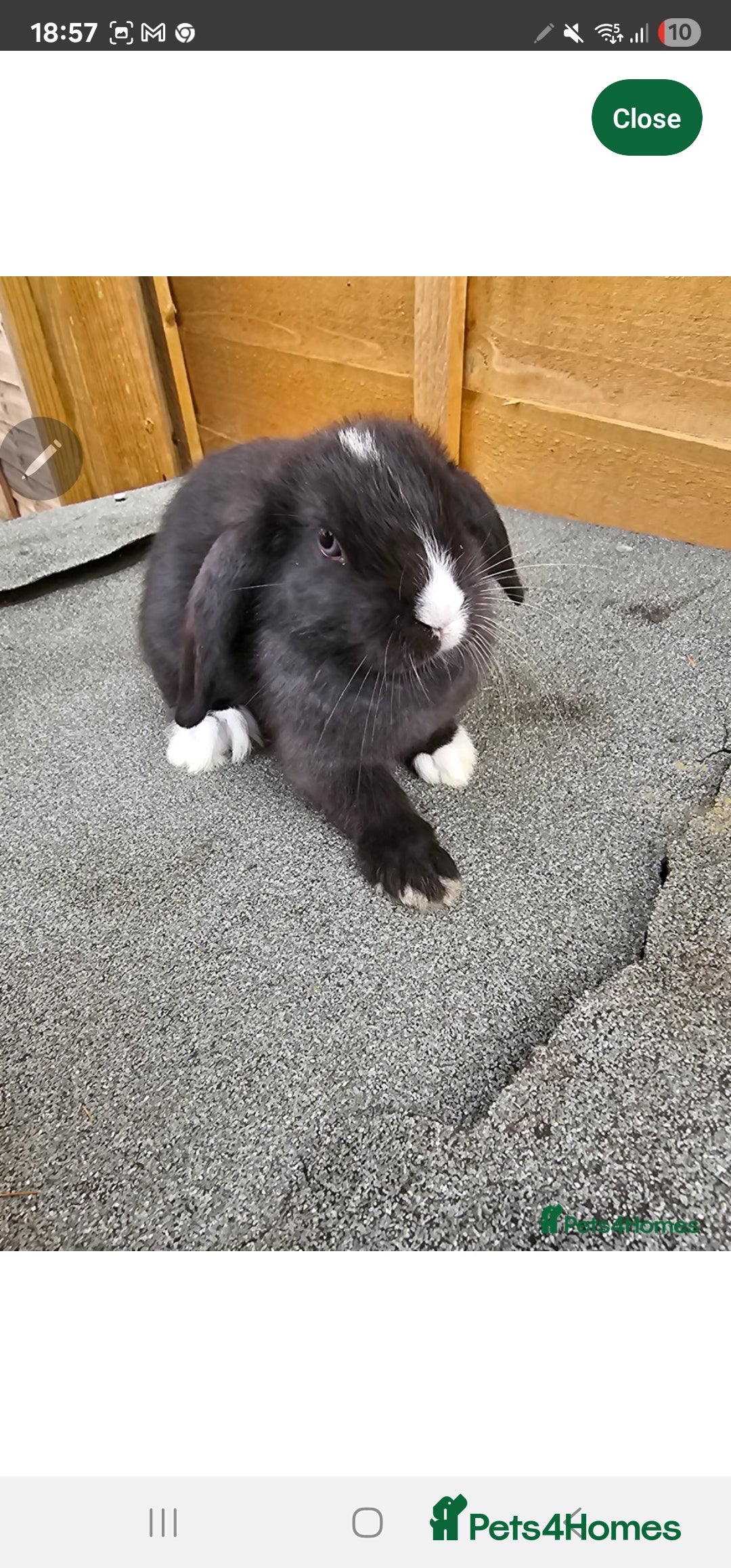 Mini Lop rabbits for sale: Mini lops  - Image 2