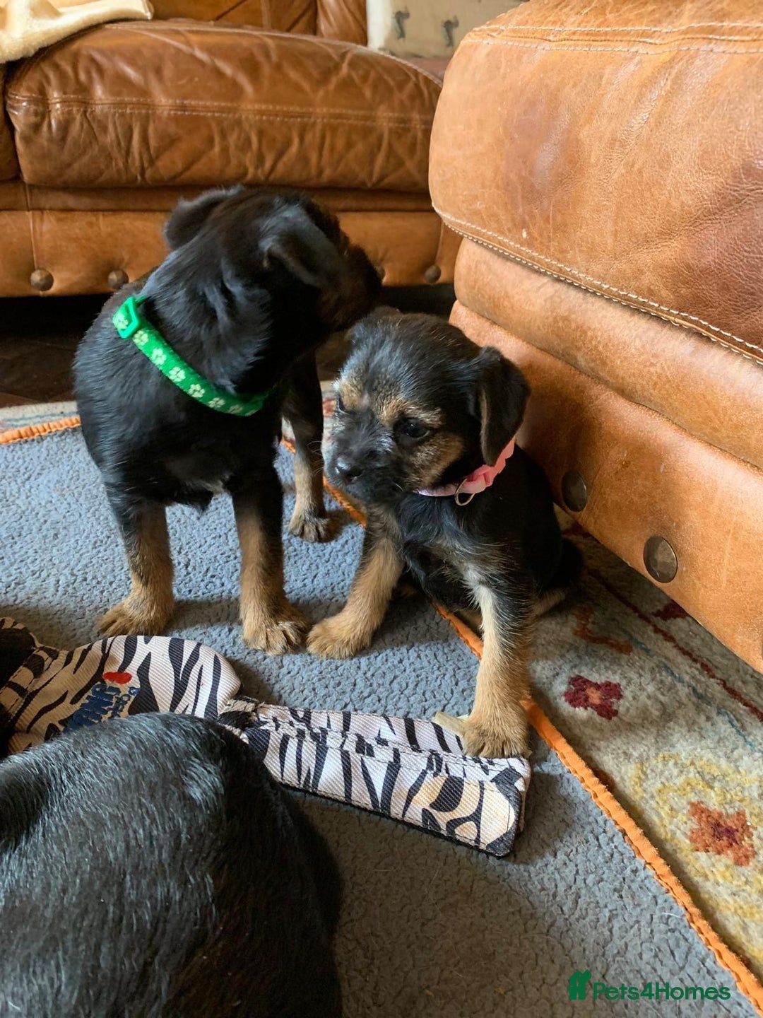 Border Terrier dogs for sale: Cheeky Little Border Terrier Puppies - Image 7